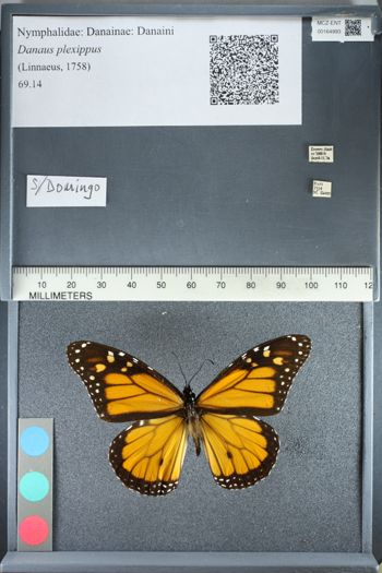 Media type: image;   Entomology 164993